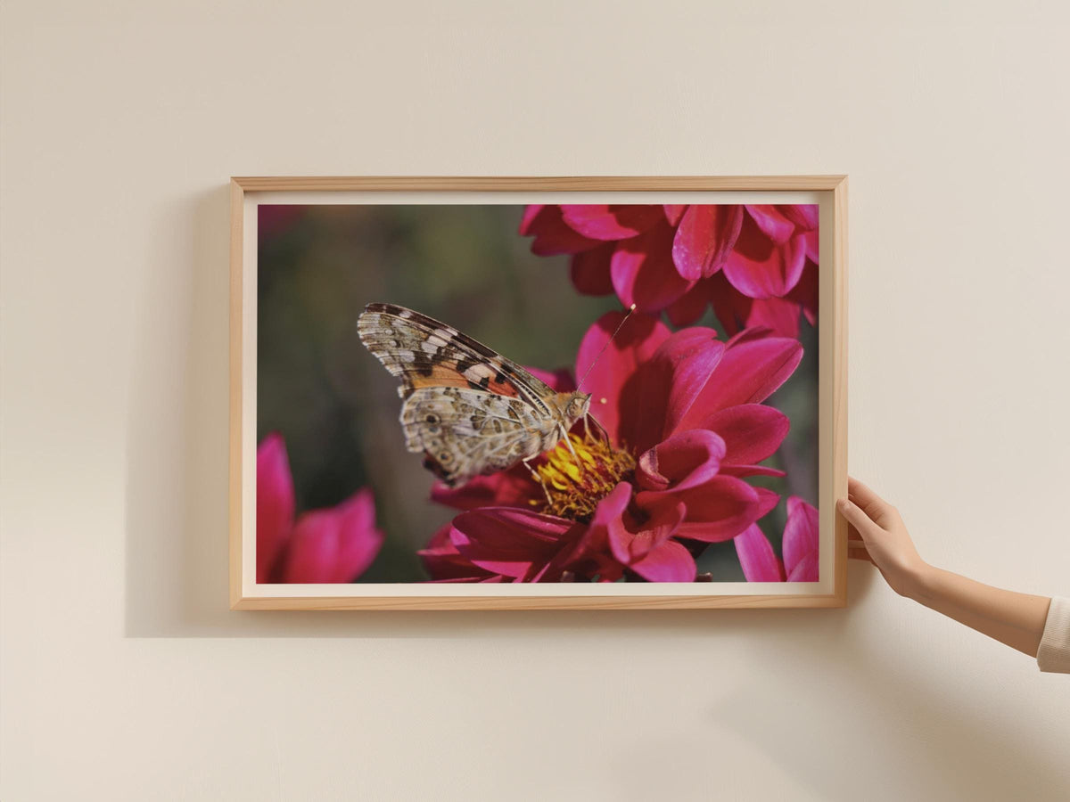 Painted Lady Butterfly on Dahlia Poster, Wildlife Nature Framed-Print, Pink Floral Macro Photography Wall Art, Garden Insect Home Decor
