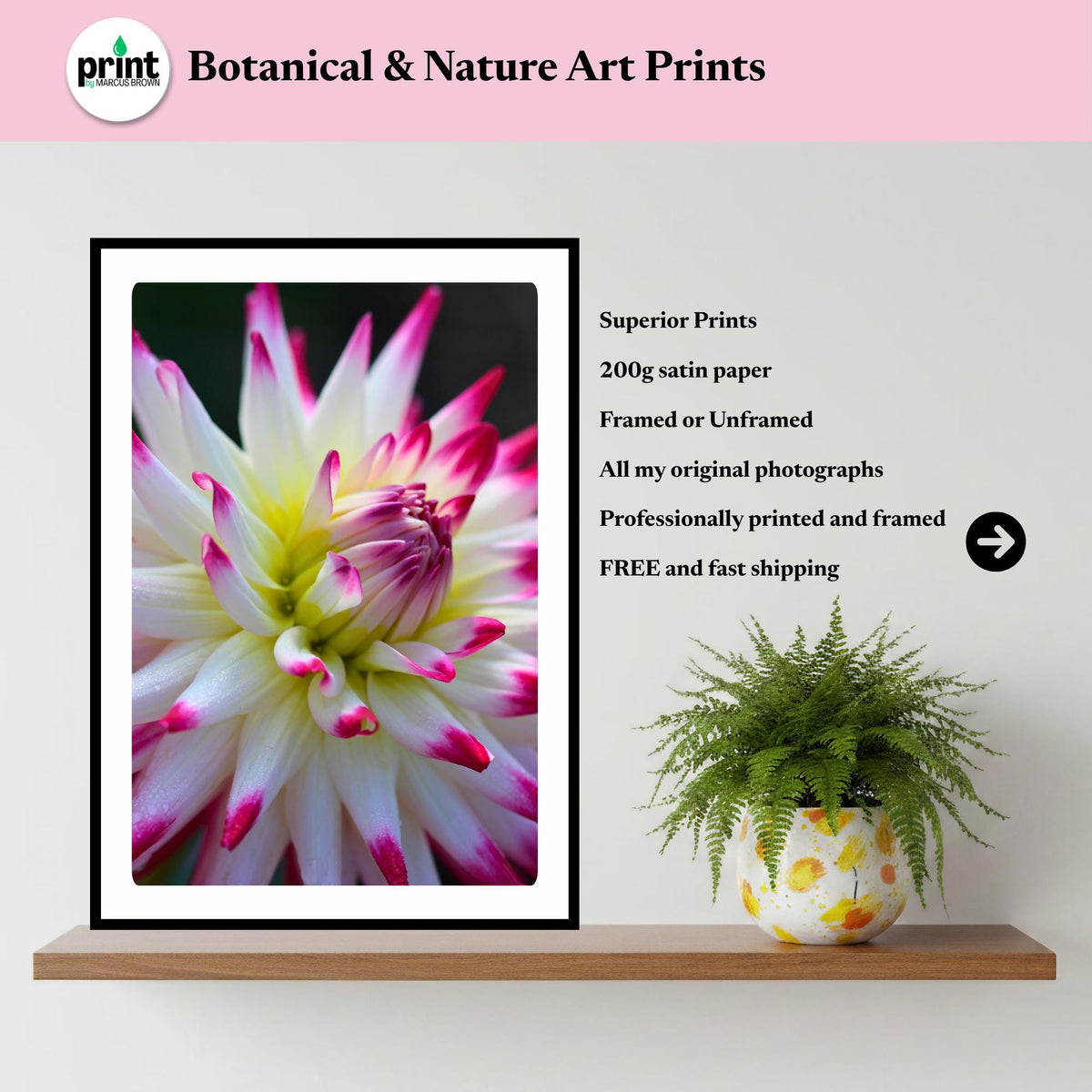 Pink White Cactus Dahlia Print | Macro Flower Photography, Botanical Wall Art