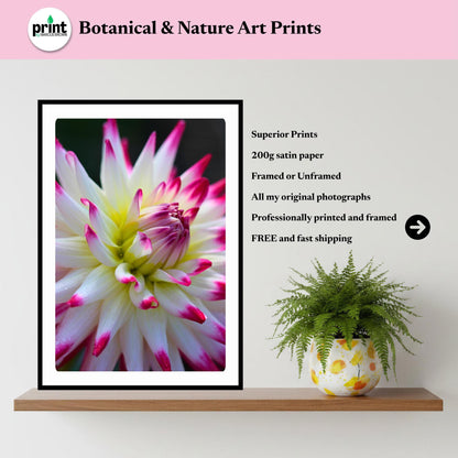 Pink White Cactus Dahlia Print | Macro Flower Photography, Botanical Wall Art
