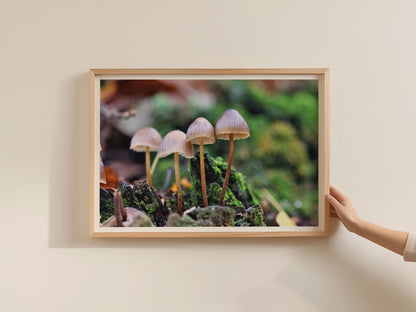 Woodland Fungi Poster, Small Mushrooms on Mossy Log, Nature Photography Framed-Print, Autumn Forest Wall Art, Cottagecore Decor