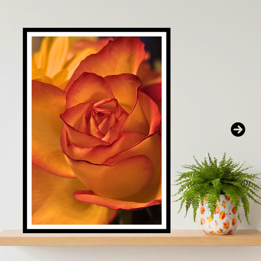 Golden Rose Print: Botanical Fine Art Flower Photography (Rose Collection)