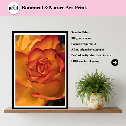 Golden Rose Print: Botanical Fine Art Flower Photography (Rose Collection)