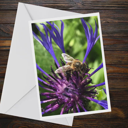 Honey Bee Cornflower Greeting Card, A6 Matte Nature Photography (Blank Inside)