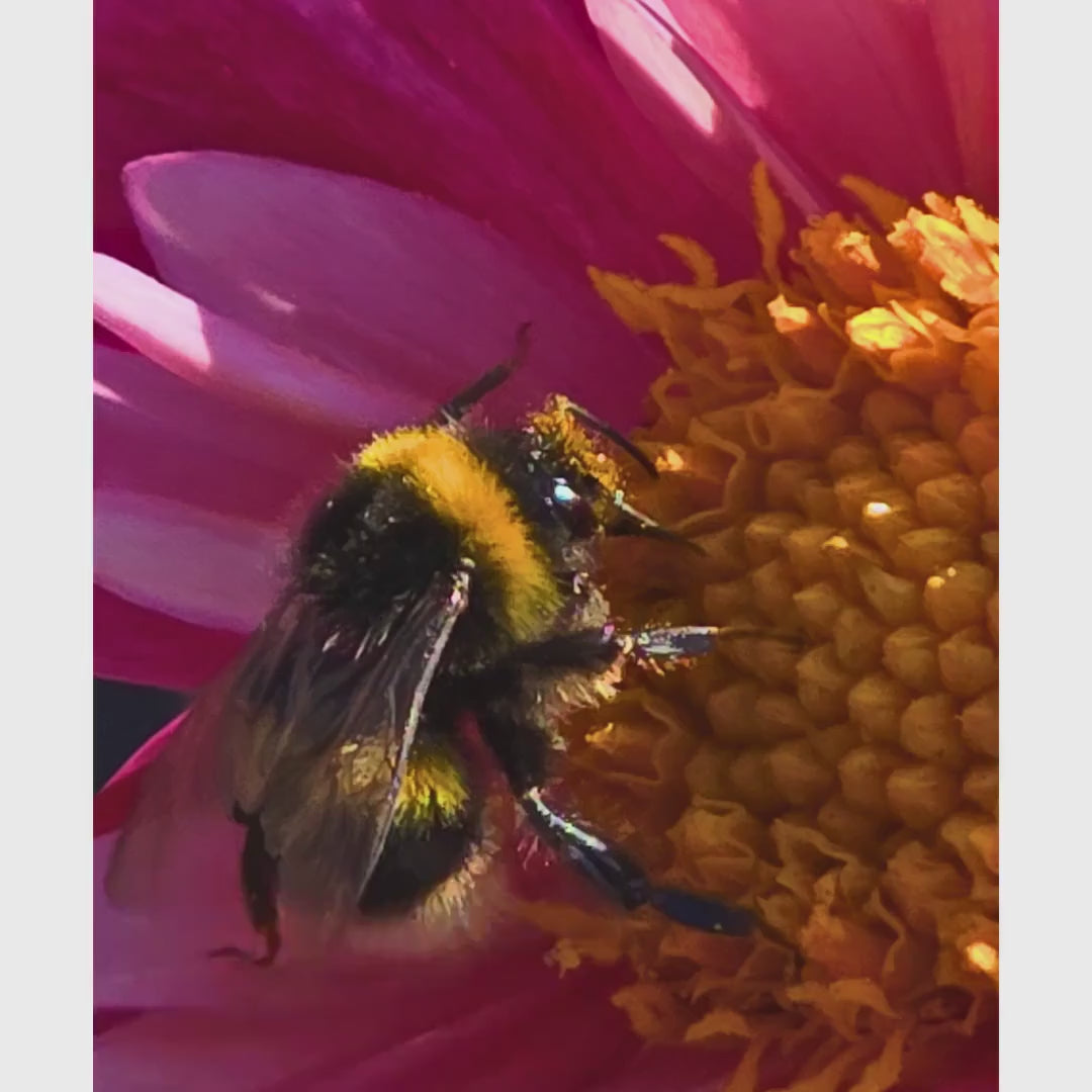 Bumblebee Pink Dahlia Macro Print | Vibrant Floral Nature Wall Art
