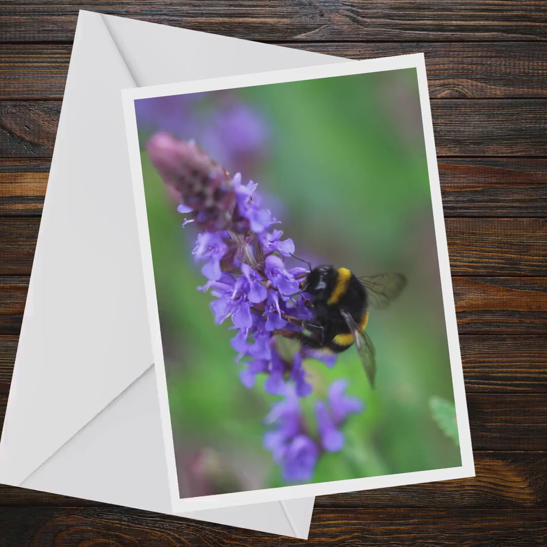 Bumblebee on Purple Wildflower A6 Greeting Card, Wildlife Nature Photography (Blank Inside)