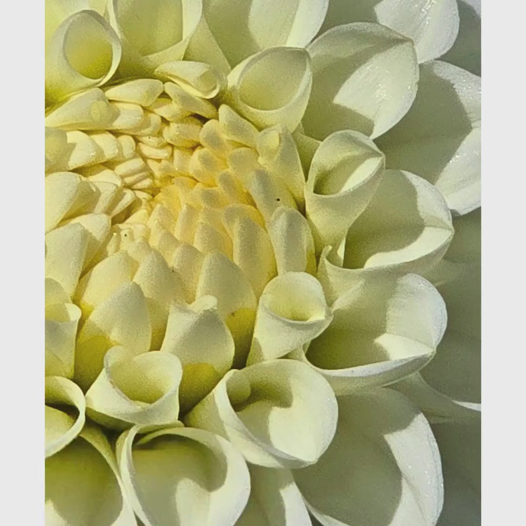 White Dahlia Macro Print | Elegant Botanical Wall Art, Soft Floral Decor