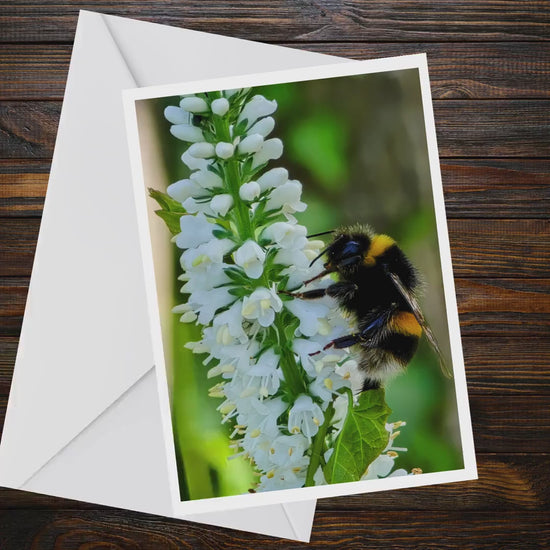 Bumblebee on White Flower A6 Card, Wildlife Photography Greeting, Nature Lover Gift