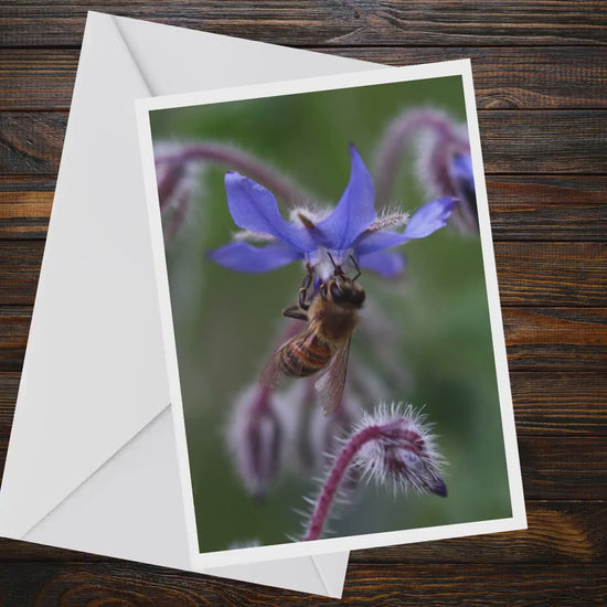 Honey Bee Borage Flower Greeting Card, Macro Wildlife Photography, Blank Nature Card