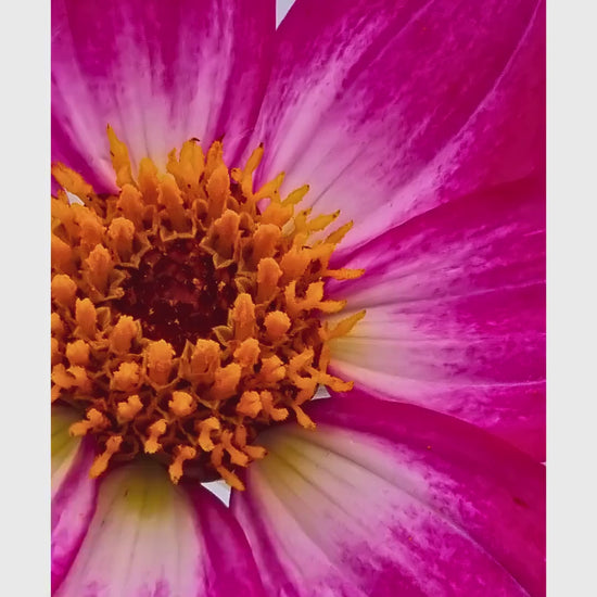 Pink Dahlia Macro Print | Vibrant Botanical Wall Art, Cottagecore Decor