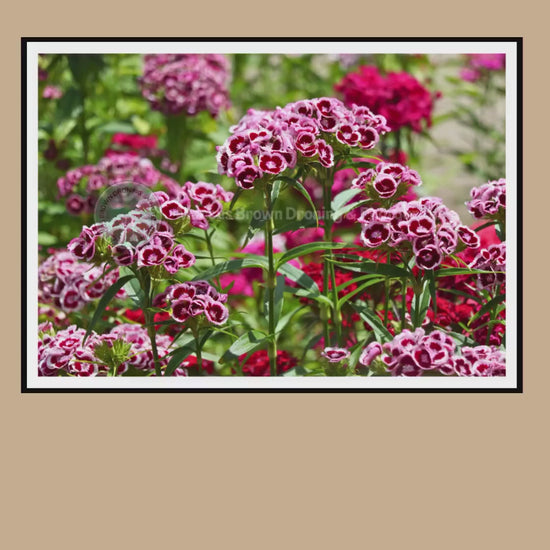 Sweet William Flowers Print | Cottage Garden Floral Wall Art