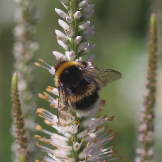 Macro Bumblebee Photography Print | White Botanical Nature Wall Art