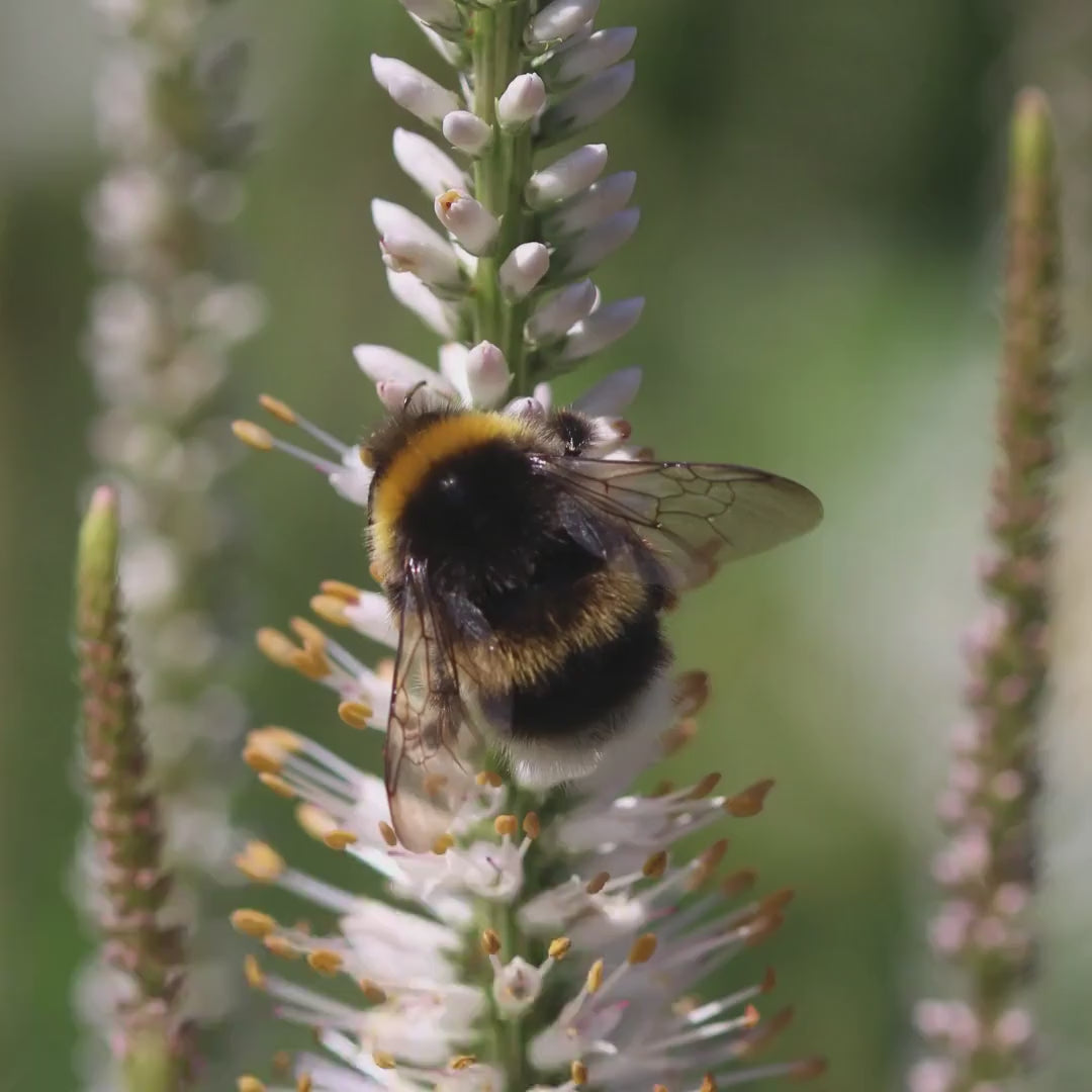 Macro Bumblebee Photography Print | White Botanical Nature Wall Art