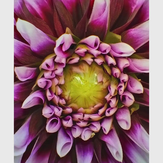 Purple White Dahlia Macro Flower Print | Botanical Wall Art, Cottagecore Decor