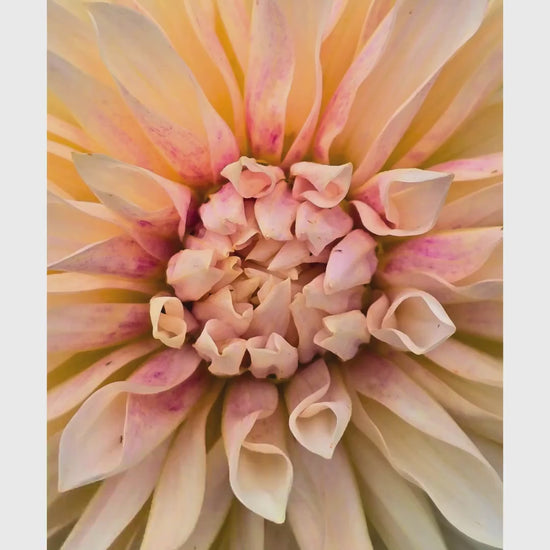 Cream Dahlia Macro Print | Soft Pastel Floral Botanical Wall Art