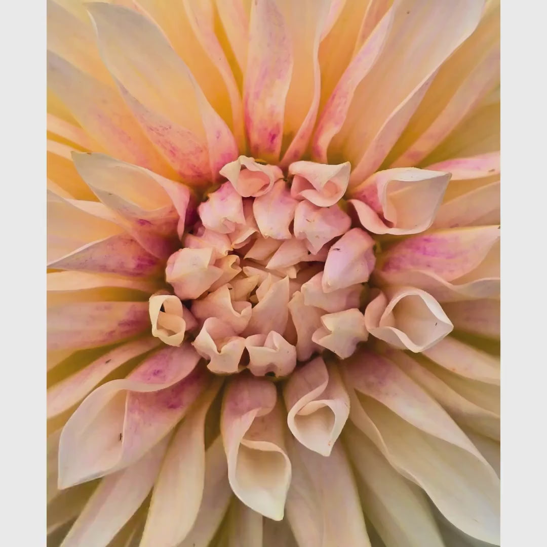 Cream Dahlia Macro Print | Soft Pastel Floral Botanical Wall Art