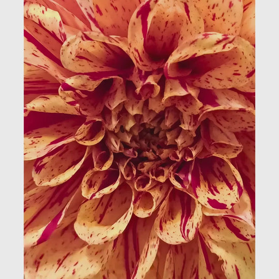 Peach Raspberry Dahlia Print | Macro Flower Photography, Botanical Wall Art