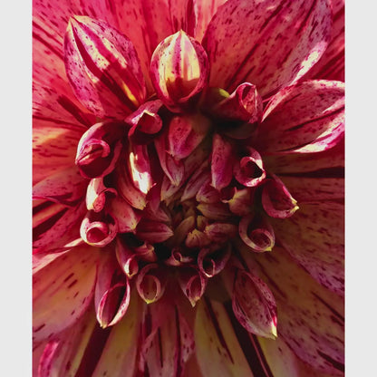 Pink Cream Dahlia Macro Print | Vibrant Speckled Botanical Wall Art