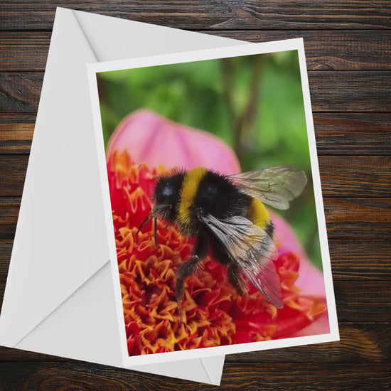 Bumblebee Dahlia Greeting Card, Bee Photography, Blank A6 Matte Nature Card