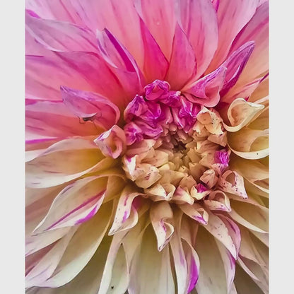 Soft Pink Dahlia Botanical Print | Pastel Floral Wall Art, Cottagecore Decor