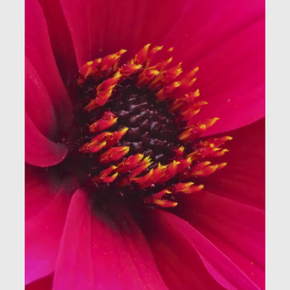 Deep Pink Dahlia Macro Print, Vibrant Floral Wall Art, Botanical Nature Decor