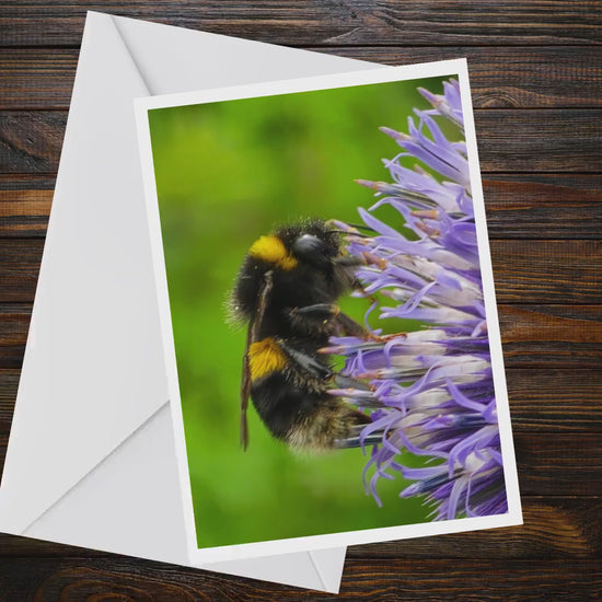 Bumblebee Flower Greeting Card, Wildlife Photography, A6 Matte Nature Card