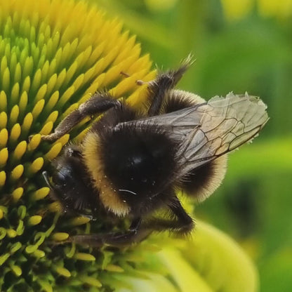 Macro Bumblebee Photography Print | Yellow Flower Botanical Nature Decor