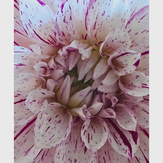 Speckled Dahlia Print | Macro Flower Photography, Botanical Wall Art, Cottagecore Decor