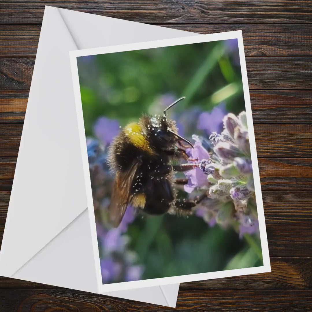 Bumblebee on Lavender A6 Greeting Card, Wildlife Nature Photography (Blank Inside)