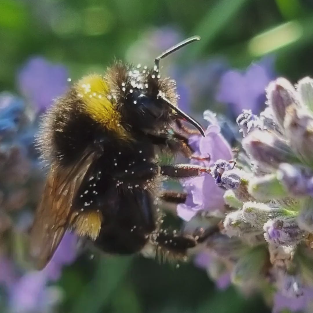 Macro Bumblebee Photography Print | Lavender Botanical Wildlife Art