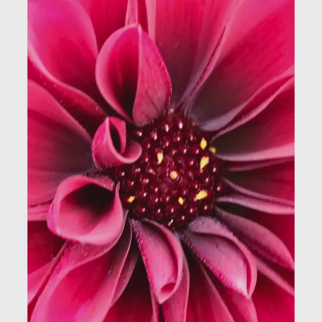 Red Velvet Dahlia Macro Print, Moody Botanical Wall Art, Deep Flower Photography