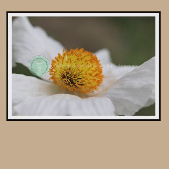White Poppy Flower Print | Botanical Macro Wall Art