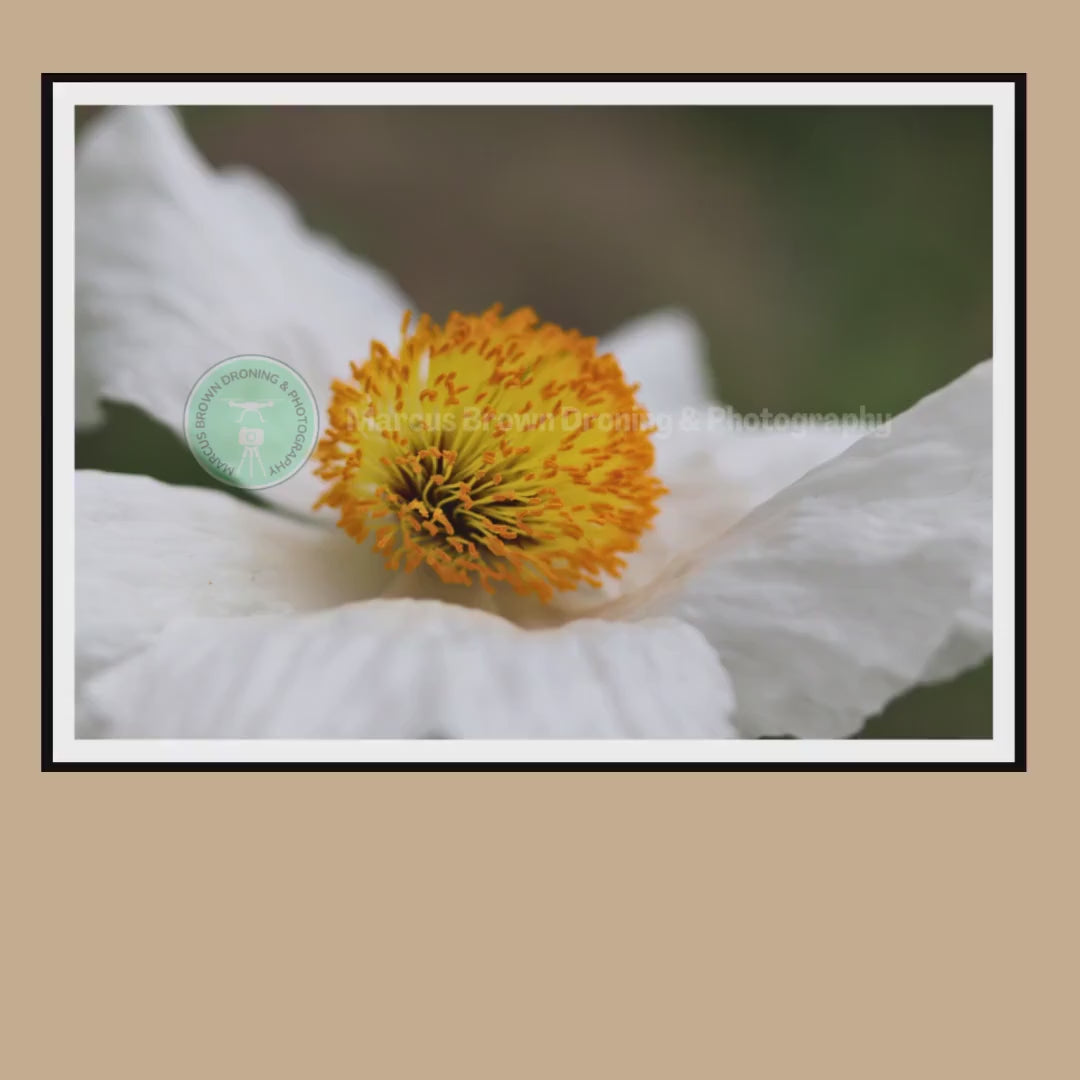White Poppy Flower Print | Botanical Macro Wall Art