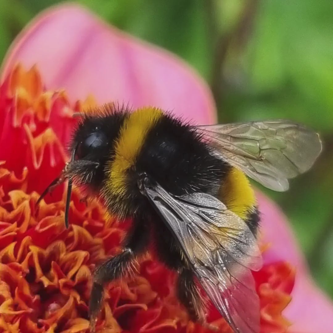 Macro Bumblebee Flower Art Print | Vibrant Botanical Nature Decor
