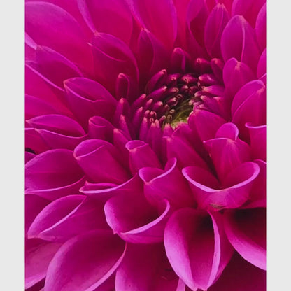 Pink Dahlia Macro Flower Print | Vibrant Botanical Nature Photography Wall Art