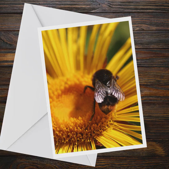Bumblebee Yellow Flower A6 Greeting Card, Wildlife Photography Blank Card