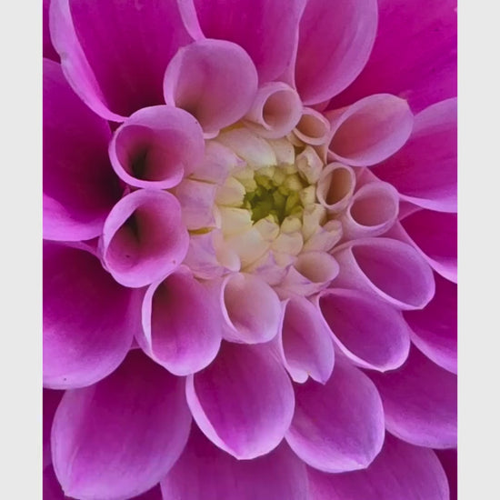 Soft Pink Dahlia Macro Print | Elegant Botanical Wall Art, Floral Home Decor