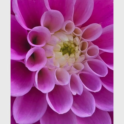 Soft Pink Dahlia Macro Print | Elegant Botanical Wall Art, Floral Home Decor