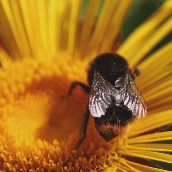 Macro Bumblebee Photography Print | Golden Yellow Floral Nature Decor