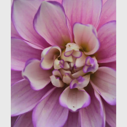 Soft Lavender Dahlia Macro Print | Pastel Botanical Wall Art (Cottagecore Decor)