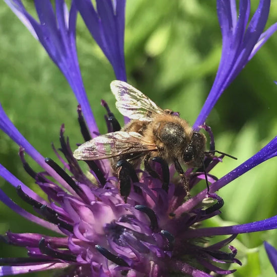 Macro Bee Photography Print | Purple Botanical Flower Nature Decor