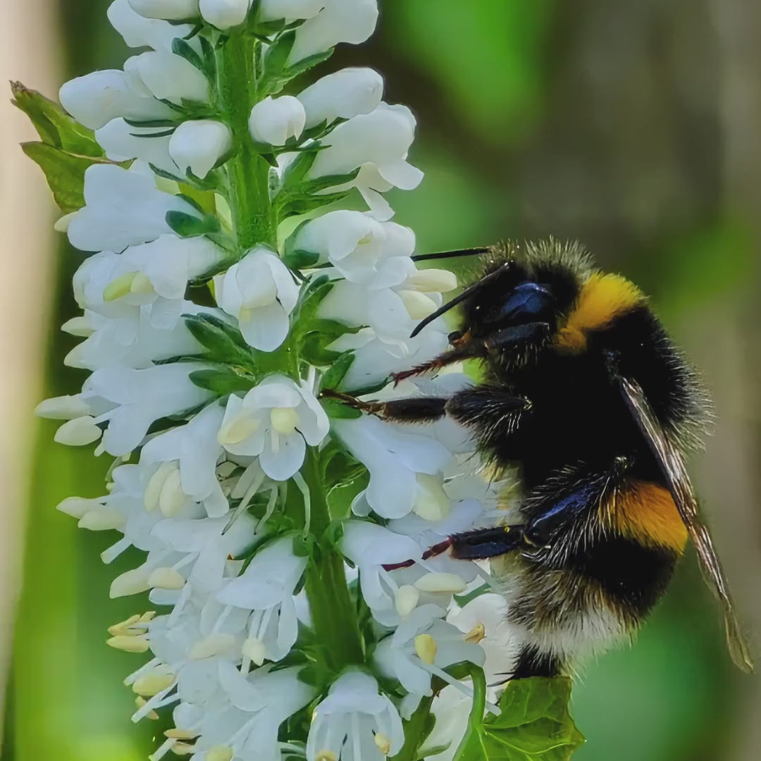 Macro Bumblebee Photography Print | White Floral Botanical Nature Decor