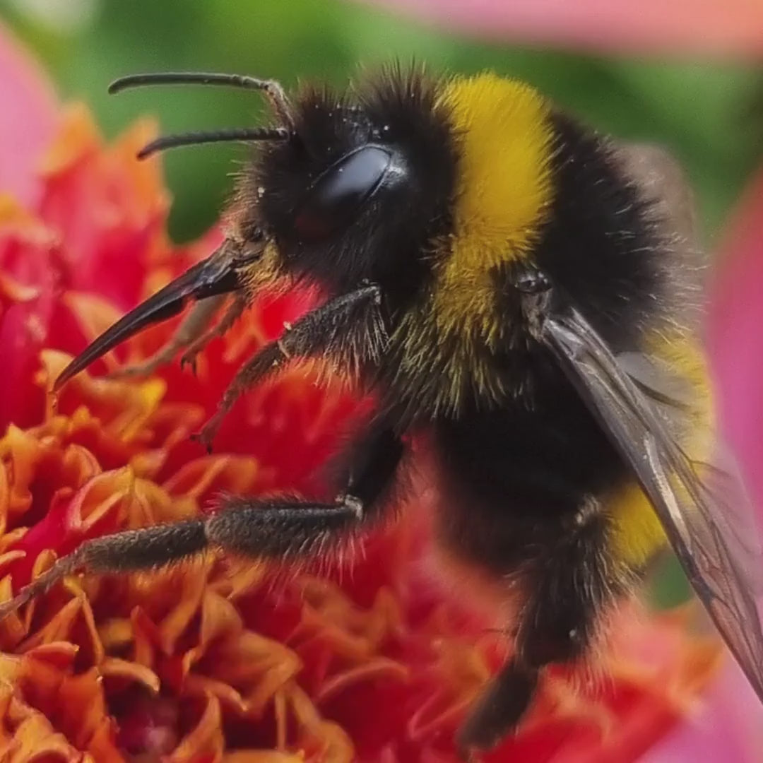 Macro Bumblebee Print | Colourful Botanical Wildlife Photography, Cottagecore Decor