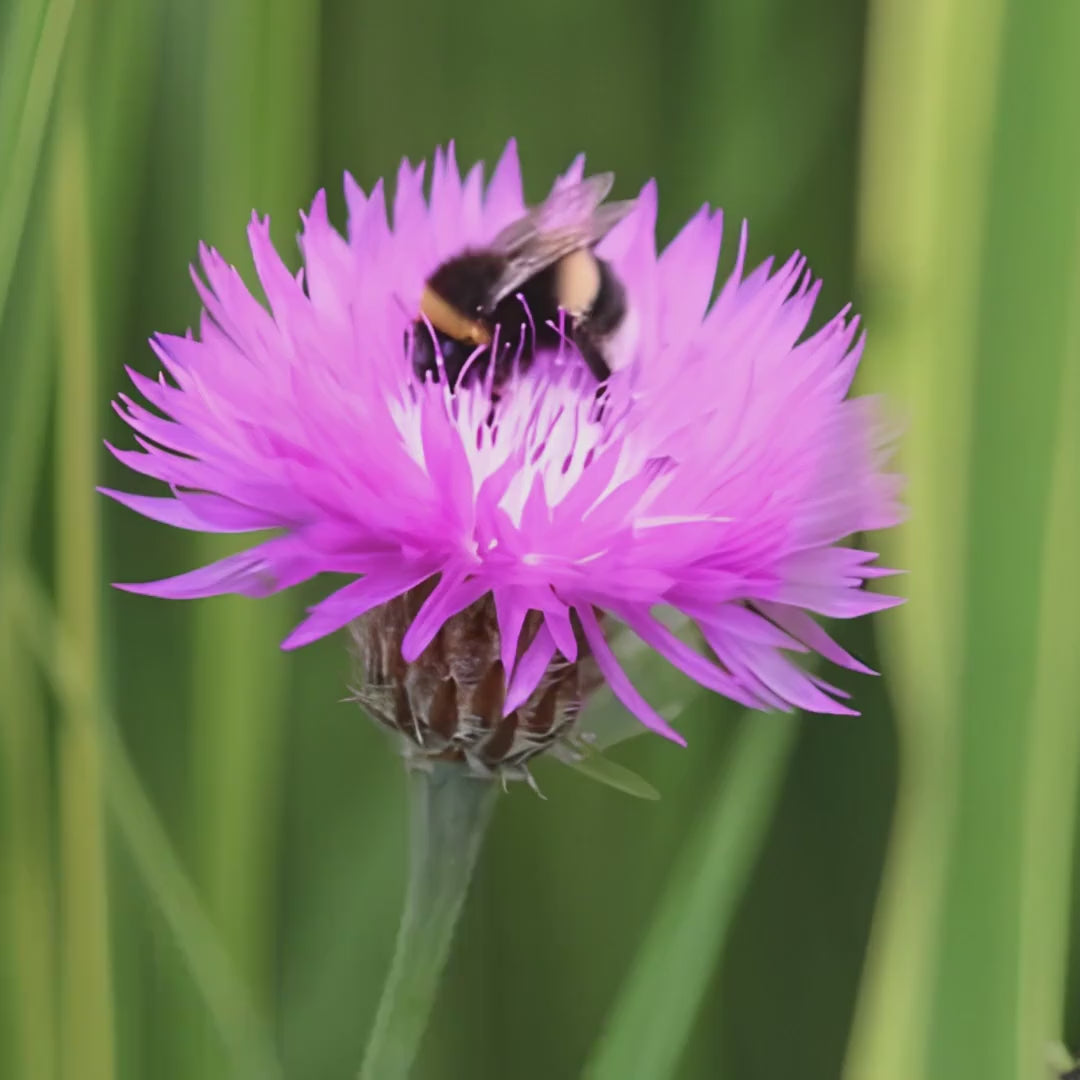Pink Wildflower Bee Photography Print | Botanical Nature Wall Art, Cottagecore Decor