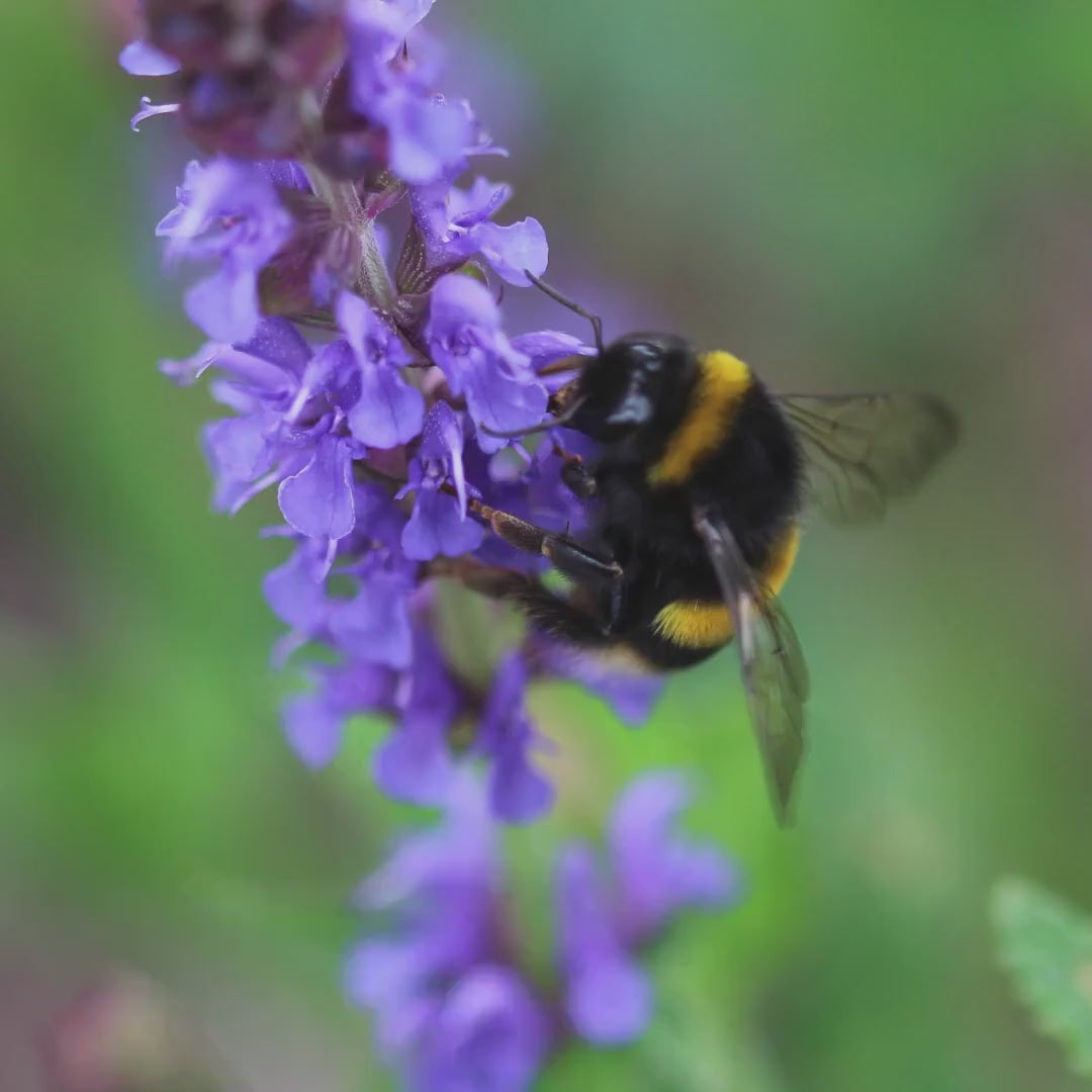 Macro Bumblebee Lavender Print | Botanical Nature Photography, Cottagecore Decor
