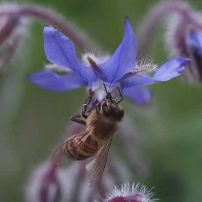 Macro Honey Bee Botanical Art Print | Blue Floral Nature Photography, Cottagecore Decor