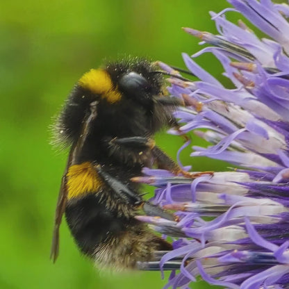 Macro Bumblebee Photography Print | Purple Floral Botanical Nature Decor