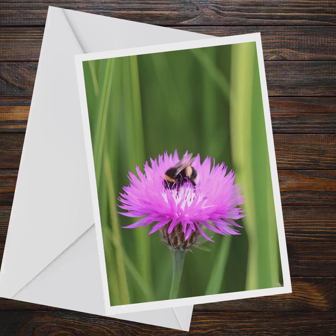 Bumblebee Pink Cornflower A6 Greeting Card, Wildlife Nature Photography (Blank Inside)