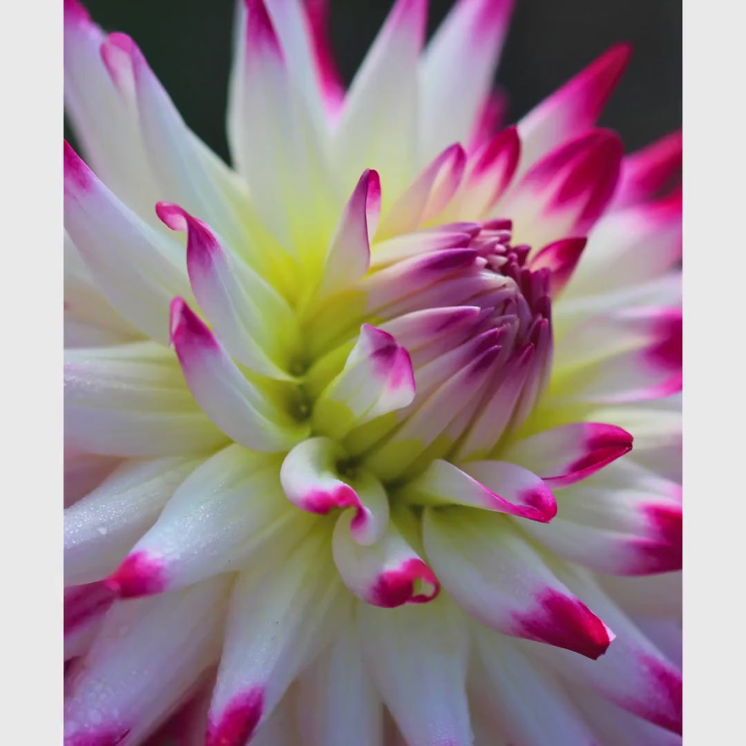 Pink White Cactus Dahlia Print | Macro Flower Photography, Botanical Wall Art