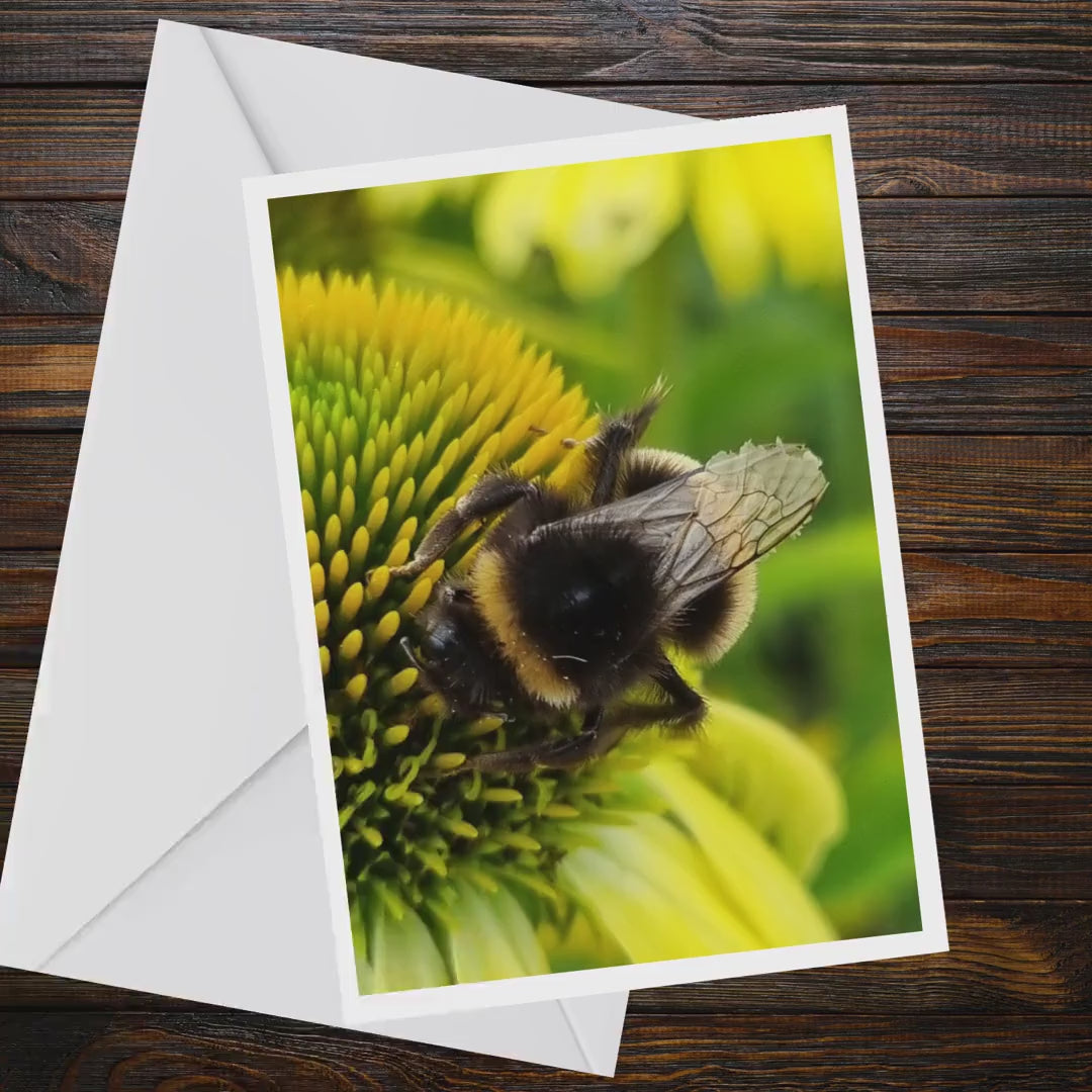Bumblebee Yellow Coneflower A6 Greeting Card, Nature Photography Blank Card